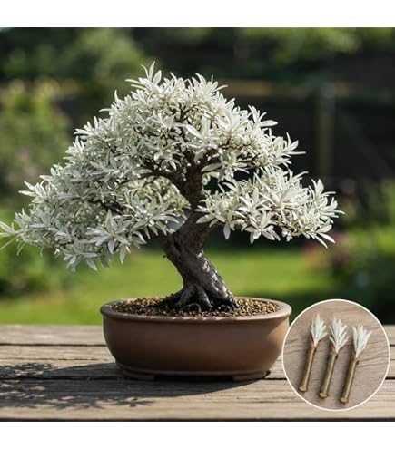 Amazon.com: Green Grow Buddha Master Bonsai Tree Growing Kit - Professional  Growing and Styling Set - Japanese Small Tree - Become Master - Ideal Tree  Seed Kit for Indoor Garden Gardening :