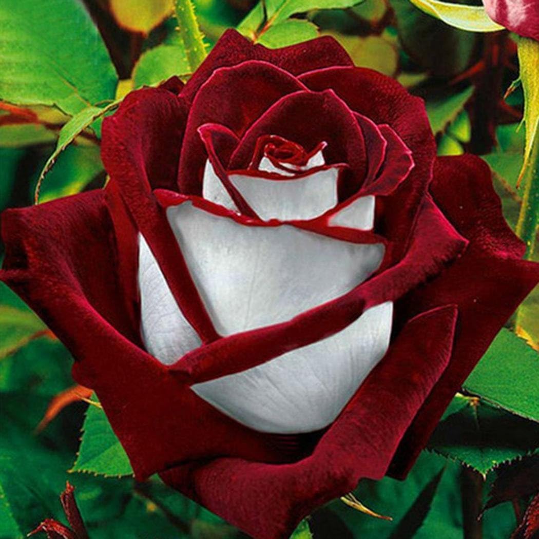 Dreamall New Nice Adorable Flower Fragrant Seeds Fragrant Blooms Rose Seed Flowers