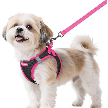 dog chew toy Starmark Dog Everlasting Treat Wheeler Medium main image 0