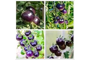 Cherry Tomato Seeds Yellow, Red, Black, Purple, Tomato Seeds Purle are Used for Planting 200 Non-Genetically Modified Seeds i