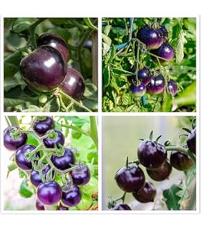 1000pcs Blue Climbing Strawberry seeds, sweet delicious