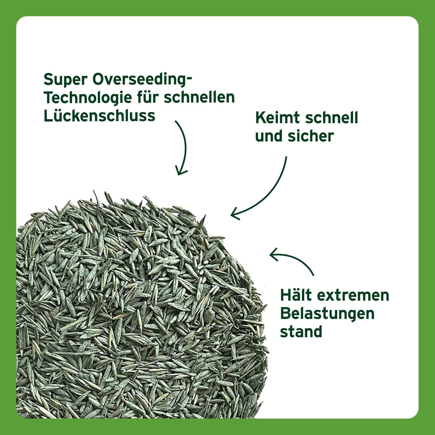 Substral Rasensamen Sport und Spiel, 2kg für 100m² - strapazierfähige Rasensaat-Mischung mit Grünfärbung gegen Vogelfraß 2