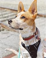 rabbitgoo Dog Harness Medium No Pull Front Back Leash Clips Reflective view 9