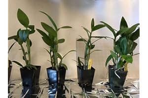 ANGEL'S ORCHIDS 3 Large + 3 Small Diffferent Dendrobiums Live Orchids Plants