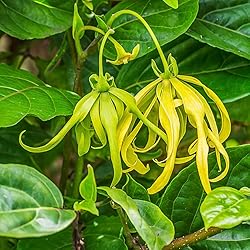 Aromatics International Ylang Ylang Complete