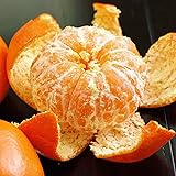 Mandarin Orange Seeds Cold Hardy Mandarin, Citrus