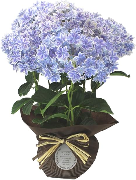 Amazon 5月10日頃到着予定 まだ間に合う 母の日 希少品種あじさい万華鏡 バスケット 5号鉢 お祝い 誕生日 ギフト プレゼント 5号鉢 万華鏡 観葉植物 オンライン通販