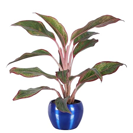 GrowKaro Air Purifying Live Aglonema Lipstick Plant With Blue Metal Pot (Indoor Plant)
