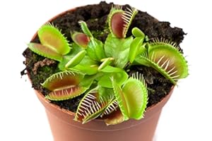 Mars Venus Flytraps Strong Healthy Mature Venus Flytrap Neon Green Original Classic Venus Fly Trap Live Plant