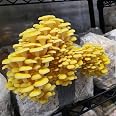100+ Organic Pink Oyster Mushroom Plugs – For Log Inoculation – US Seller, Unbranded