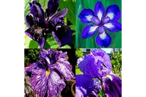 CARPET CREEPING 200+Mixed Rare Iris Flower Seeds to Plant Outdoor- Perennial Beautiful Blooms for Your Garden Home