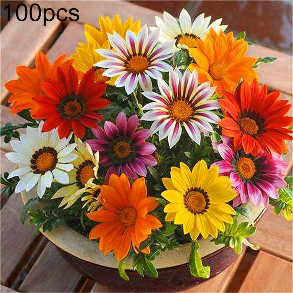 Maserfaliw Dahlia Pinnata Seed 100Pcs Mixed Color Dahlia Pinnata Flower Seed Garden Perennial Bonsai Plant 100pcs Dahlia Pinnata Seed
