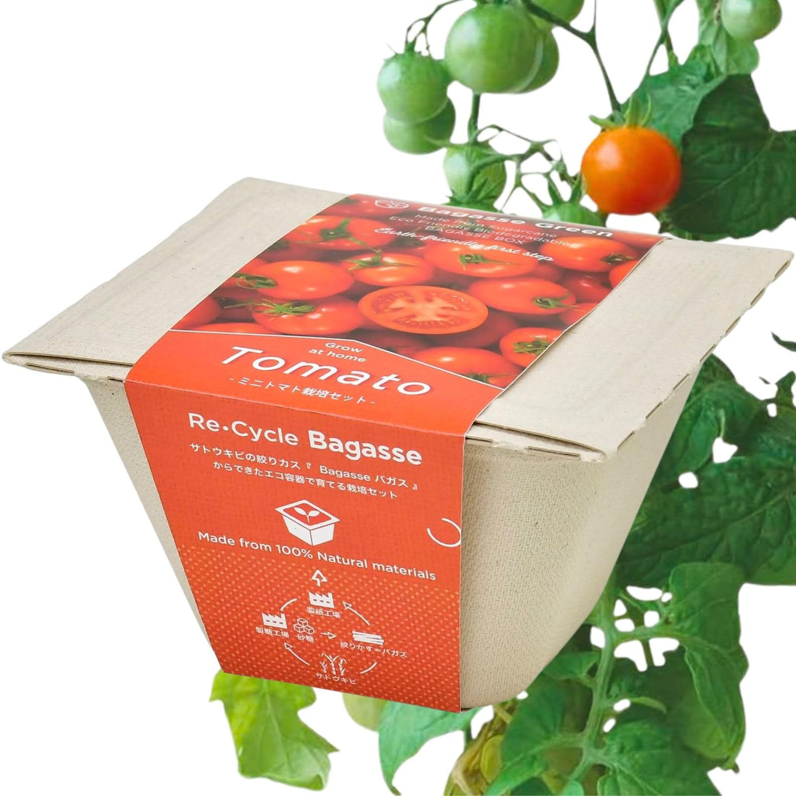 聖新陶芸 冬 / 春 / 夏の 家庭菜園 簡単 栽培キット ゆったり育てる ミニトマト 野菜 栽培セット ( 自由研究 / 食育 ) 鉢の幅約12cm バガスグリーン 母の日 プレゼント 誕生日 GD-95306商品画像
