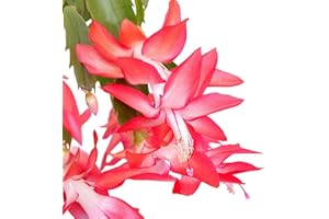 TriStar Plants - Thanksgiving Cactus - 4" inch Pot, Fasle Christmas Cactus, Easter Cactus, Holiday Plant, Winter Flowers, Christmas Plants, Winter Blooms (Red)