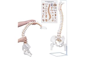 NLShan Flexible Spine Model, 34.6'' Life Size Human Spinal Cord Anatomical Model with Stand, for Science Study or Patient Edu