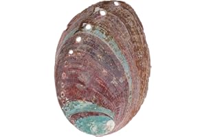 OSALADI Natural Rough Abalone Shell Aromatherapy Burning Container 11-12cm Household Shell Decor for