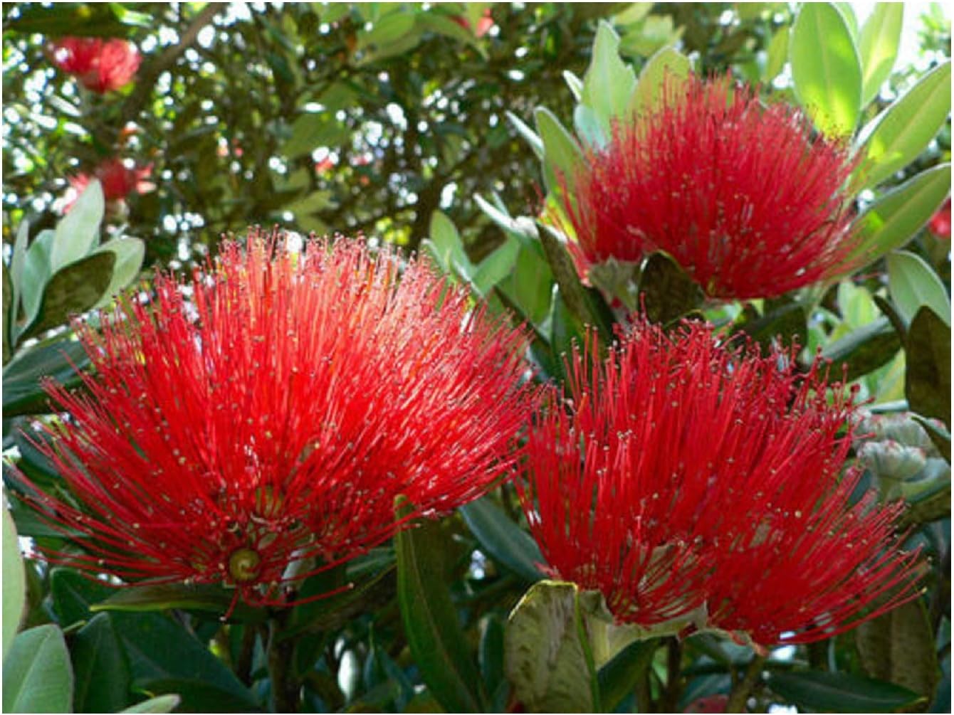 Seeds New Zealand Christmas Tree, red Flowering, 575 Seeds