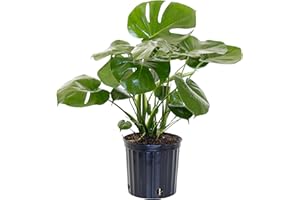 U UNITED NURSERY United Nursery Monstera Deliciosa – Swiss Cheese Plant in 10” Grower Pot – 24–28 Inches Tall – Tropical Air-Purifying Indoor Plant with Split Leaves – Easy-Care Greenery for Home or Office