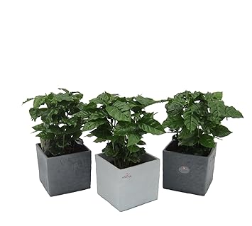Dominik Blumen und Pflanzen, Blumen Kaffee-Pflanzen-Trio im Scheurich Würfeltopf grau-stone/anthrazit-stone, circa 14 x 14 x 