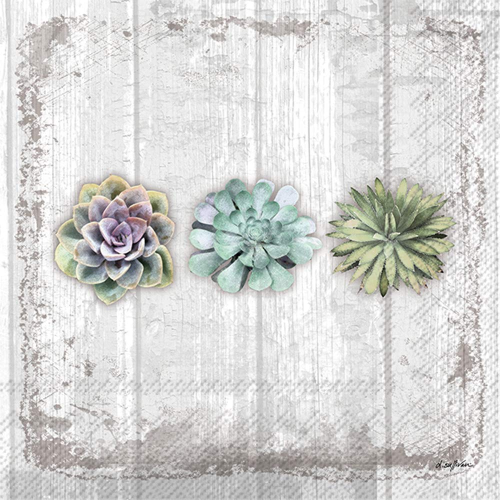 Boston International C026500 IHR Cocktail Beverage Paper Napkins, Wood, Succulents Still Life