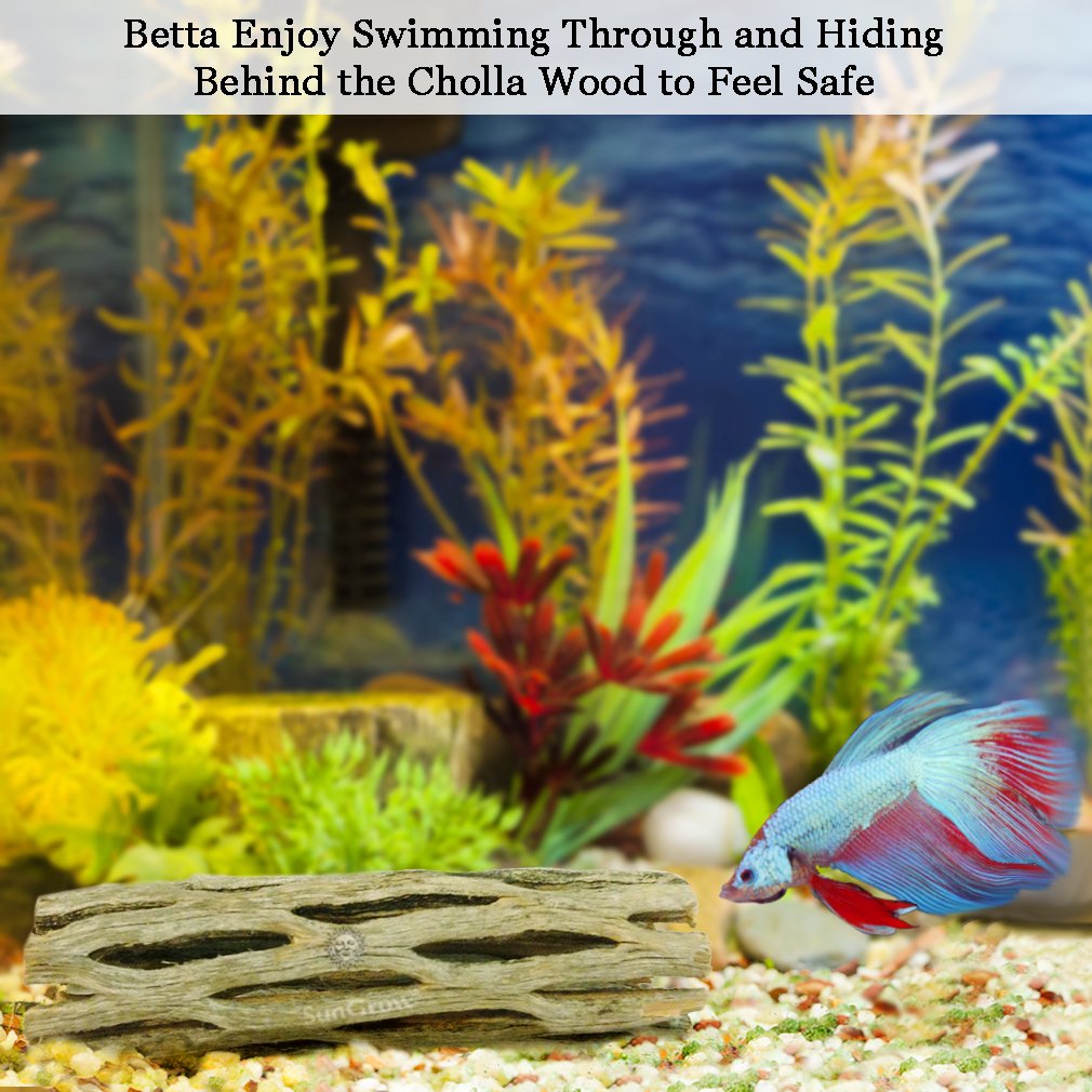 Natural Betta Wood by SunGrow - 3 Pieces - Perfect Cholla Wood Toy for Betta fish - Each Piece is 6 inches Long - Organic softwood, no thorns - Great for Aquarium Decoration