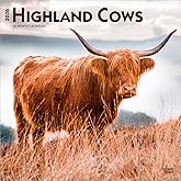 Highland Cows | 2026 12 x 24 Inch (Hanging) Monthly Square Wall Calendar | BrownTrout | Domestic Farm Animals