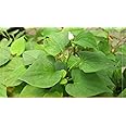 6 Live Bare Root Fish Mint Houttuynia Cordata Asian Herbs Starter Plants Diếp Cá