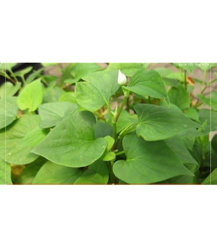 Amazon.com: legendary-yes 10 Fish Mint Houttuynia Cordata Asian Herbs Live  Starter Plants (Diep Ca) : Patio, Lawn & Garden