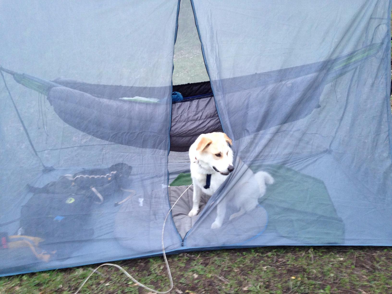 Advice on a large bug net for camping with a dog r/Hammocks