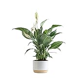 Costa Farms Peace Lily, Live Indoor Plant with