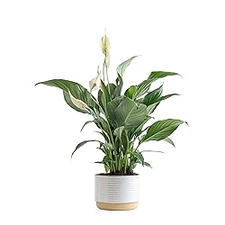 Costa Farms Peace Lily, Live Indoor Plant with