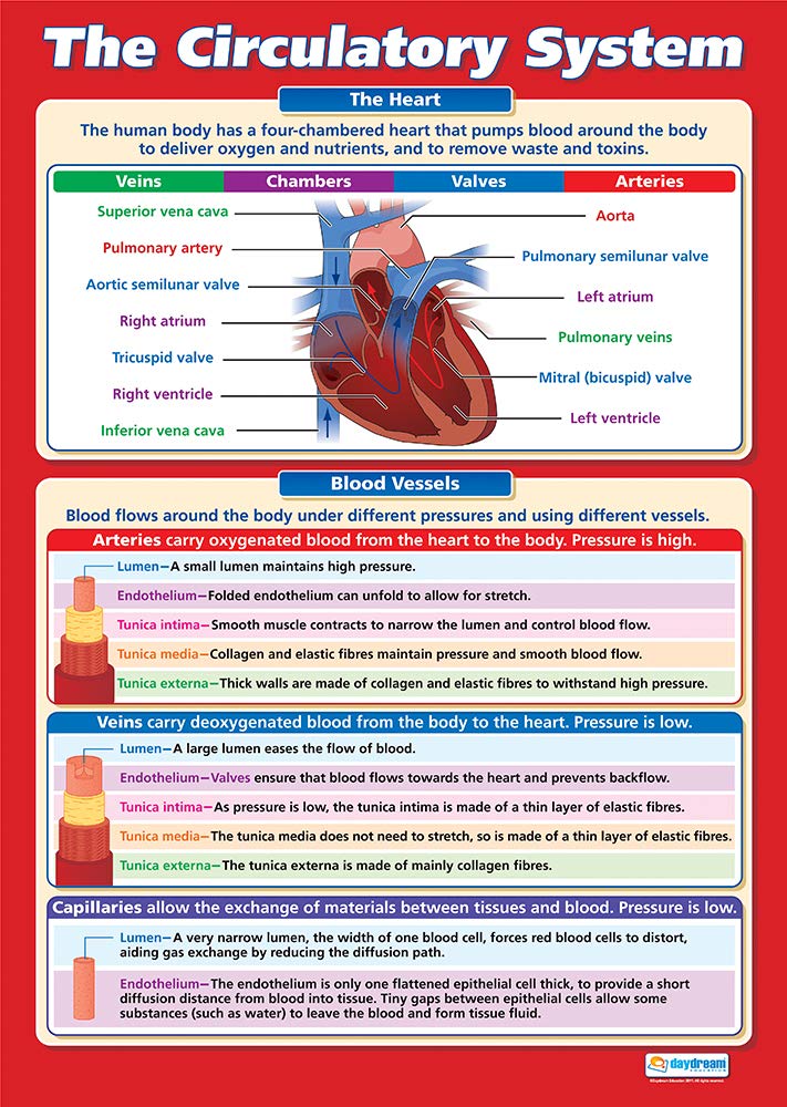 Daydream Education The Circulatory System | Science Posters | Gloss Paper measuring 850mm x 594mm (A1) | Science Charts for the Classroom | Education Charts