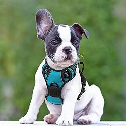 rabbitgoo Dog Harness No Pull with 2 Leash