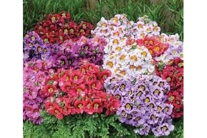 100 Seeds- Schizanthus Angel Wings Mix Flower Seeds-Poor Man's Orchid-Schizanthus-Butterfly Flower-pv418-Angelic Annual