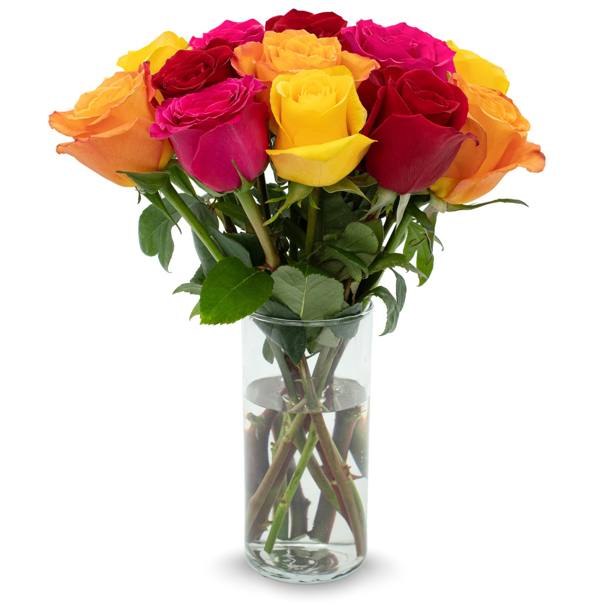 Stargazer Barn – 12 Stem Premium Rainbow Roses (Vase Not Included) – Fresh Flowers for Delivery – Gift for Anniversary, Birthday, Congratulations, Get Well, Graduation, Sympathy, Valentine’s Day
