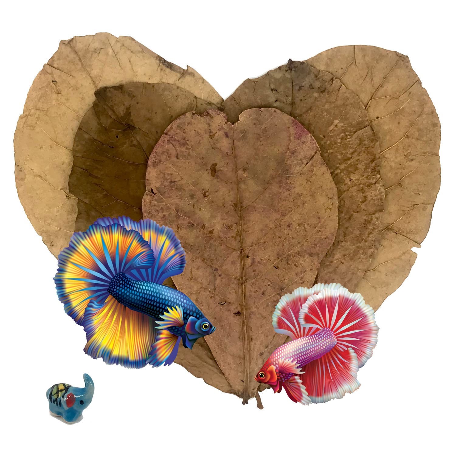 GoldleafKing 50 Grams Pack Indian Almond Leaves Leaf (15~25 Pieces) BettaLeaf | 20-25cm. Best Gold Brown Quality Fish Tank for Betta Shrimp Crayfish, Healthy and Comfort, L, (EFA125UK)