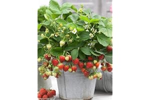S-PONE 100+ Wild Strawberry Strawberries Seeds Fragaria Vesca Edible Garden Fruit Heirloom Non-GMO