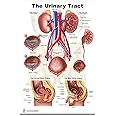 Kidney, Urinary and Bladder System Poster, Size 24Wx36T