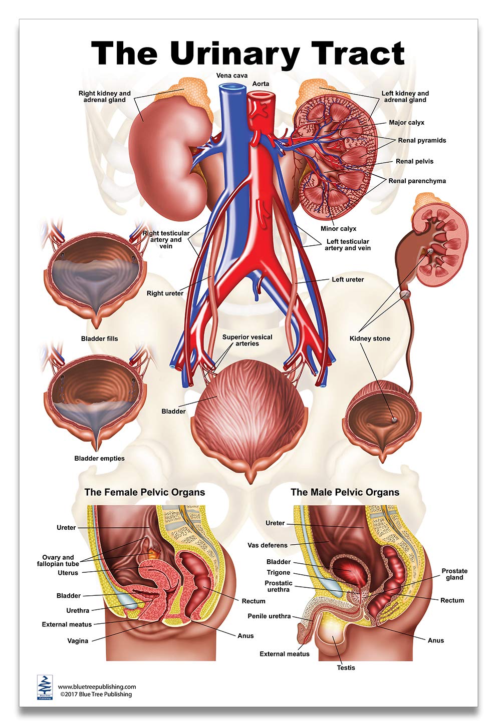 Amazon Com Kidney Urinary And Bladder System Poster Size 24wx36t Industrial Scientific