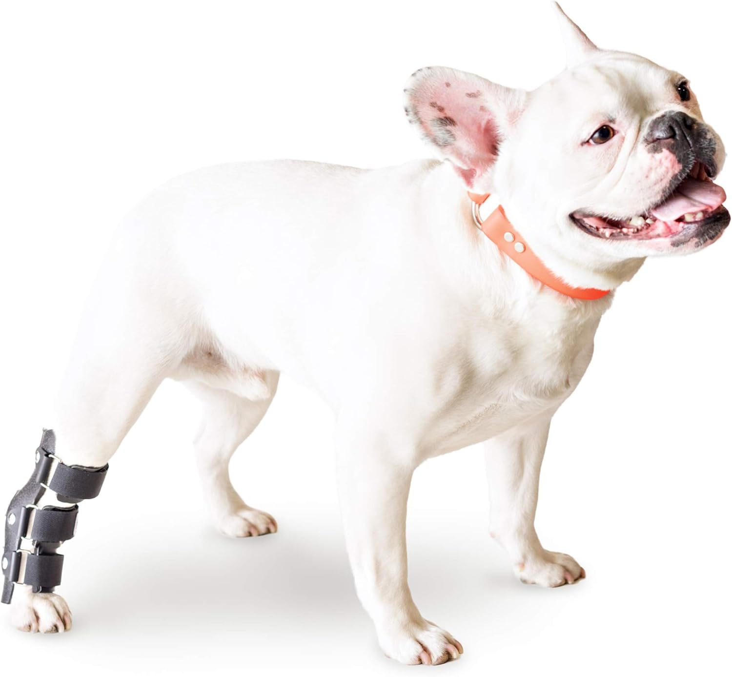 dog foot brace