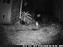 Fun way to see whats in your garden at night (or day)
