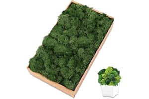 TCYPUHL Preserved 7 OZ Dark Green Reindeer Moss for Potted Plants,Craft Decor for Wall Art,Fake Moss for DIY Decorative(7OZ, Dark Green)
