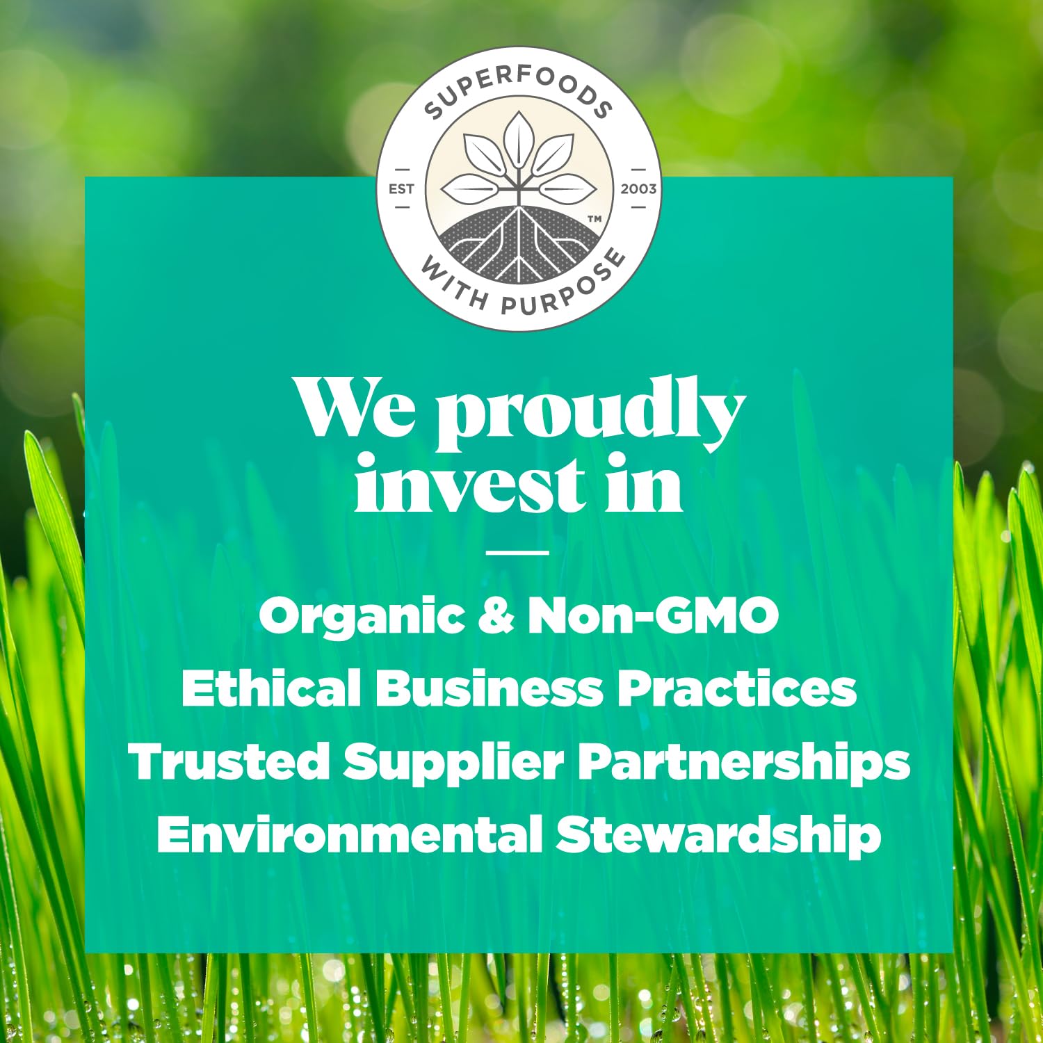 Navitas Organics Superfood+ Greens Blend for Detox Support (Moringa + Kale + Wheatgrass), 6.3oz Bag, 30 Servings — Organic, Non-GMO, Vegan, Gluten-Free, Keto & Paleo.…