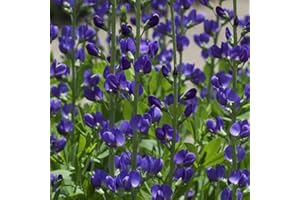Outsidepride Blue False Indigo Seeds for Planting - 50 Pcs Perennial Flowers with Tall Growth Habit, Cold Tolerant, Nitrogen-Fixing Legume Plants, for Cooler Climates, & Pollinator Gardens