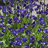 Outsidepride 50 Seeds Perennial Baptisia Blue False