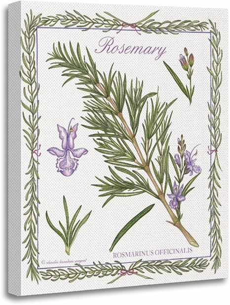 Amazon Torassキャンバス壁アートプリント植物で庭ローズマリーホームインテリアガーデニングハーブハーブのアートワーク 16 X ブルー アートフレーム ポスター オンライン通販