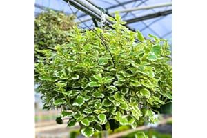 AVERAR 1 Variegated Swedish Ivy Plant Live Indoors for Planting in 4 Inches Pot, Plectranthus Fragrant Swedish Ivy House Plants, Live Swedish Ivy Vine