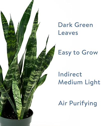 Burpee Snake Indirect Medium Light Easy Care Live House Indoor Planter or  Plant Stand in Kenya | Whizz Flowers