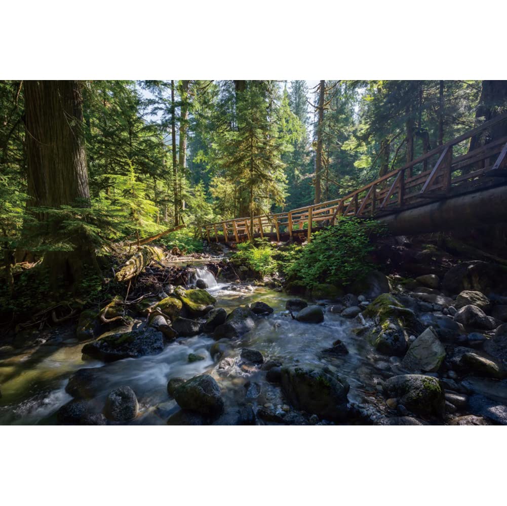 Ttincceer 270x180cm 3D Forests Backdrop Spring Summer Tropical RainForests Natural Landscape Photography Background Stream Stone Giant Tree Background Adult Children Travel Backgrounds