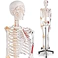 breesky 70.8 Inches Human Skeleton Model for Anatomy - Life Size Medical Human Skeleton Model with Ligament，with Nervous System 70.8 in with Rolling Stand for Medical Study and Display